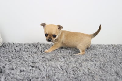 Les chiots de Chihuahua