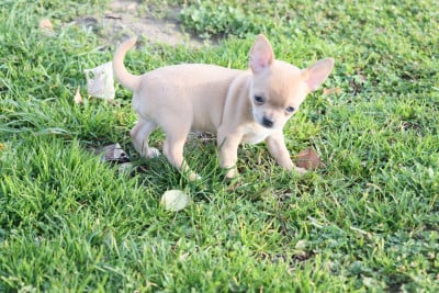 Les chiots de Chihuahua