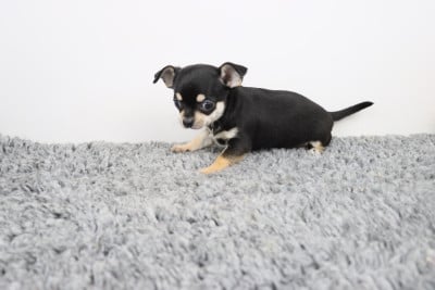 Les chiots de Chihuahua