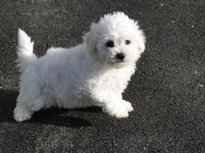Les chiots de Bichon Frise