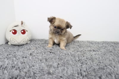 Les chiots de Chihuahua