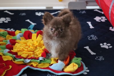 Les chiots de Chihuahua