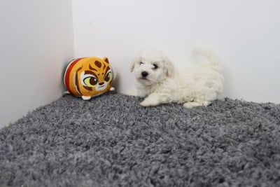 Les chiots de Bichon Frise