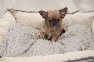 Les chiots de Chihuahua