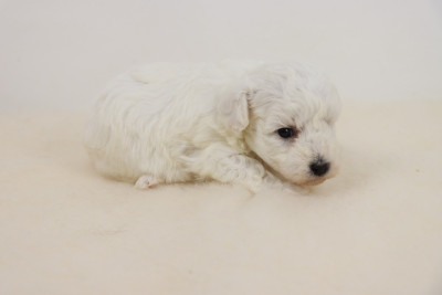 Les chiots de Bichon Frise