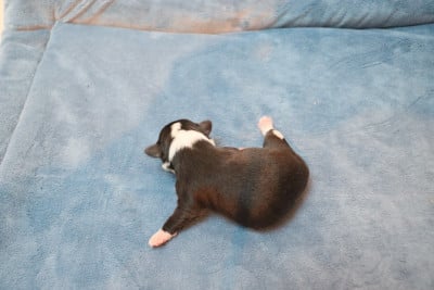 Les chiots de Chihuahua