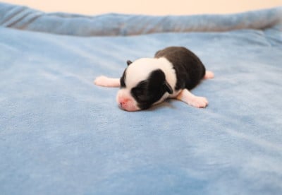 Les chiots de Chihuahua