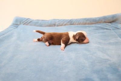 Les chiots de Chihuahua