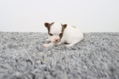 blanche et chocolat poil long 1 - Chihuahua