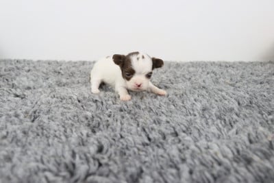 blanche et chocolat poil long 2 - Chihuahua