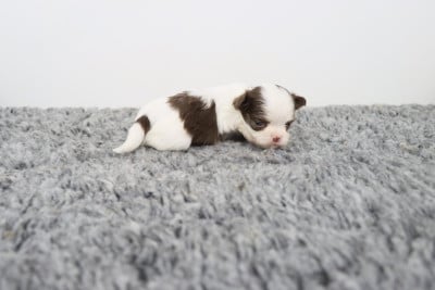 blanche et chocolat poil long 3 - Chihuahua