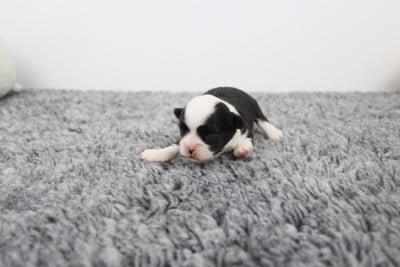 Les chiots de Chihuahua