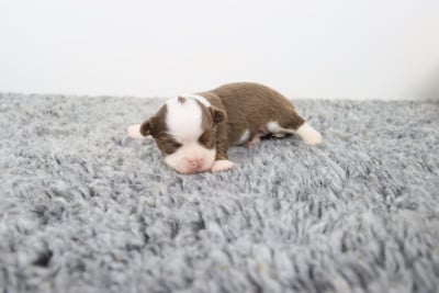 Les chiots de Chihuahua