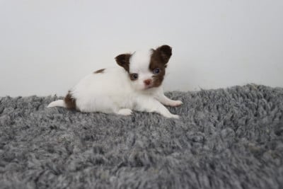 Les chiots de Chihuahua