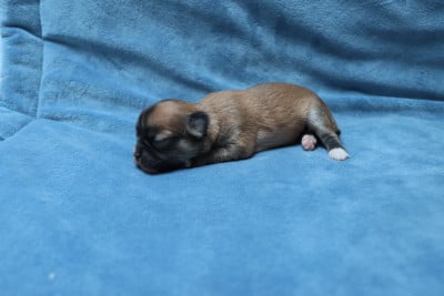 poil long Fauve charbonné - Chihuahua