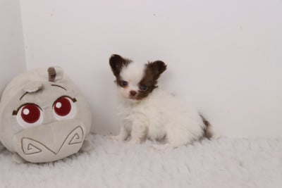 Les chiots de Chihuahua