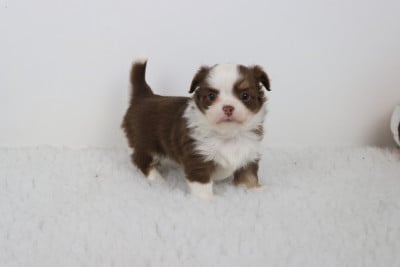 Les chiots de Chihuahua