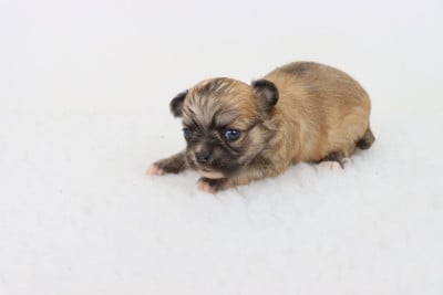 Les chiots de Chihuahua