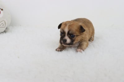 Les chiots de Chihuahua