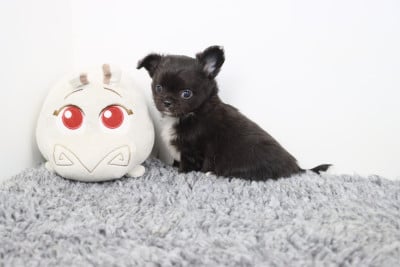 Les chiots de Chihuahua