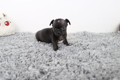 Les chiots de Chihuahua