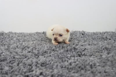 Les chiots de Chihuahua