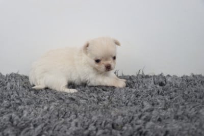 Les chiots de Chihuahua