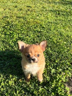 Les chiots de Chihuahua