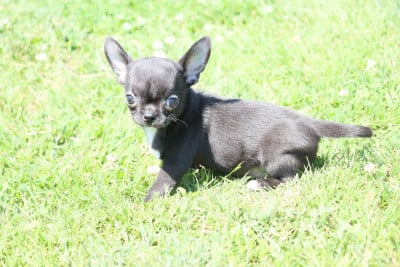 Les chiots de Chihuahua