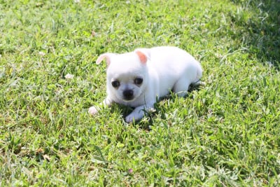 Les chiots de Chihuahua