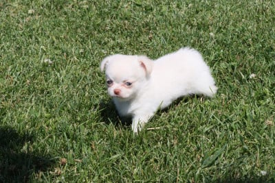 Les chiots de Chihuahua