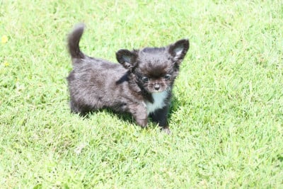 Les chiots de Chihuahua