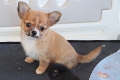 Les chiots de Chihuahua