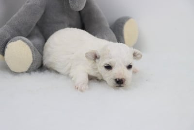 Les chiots de Bichon Frise