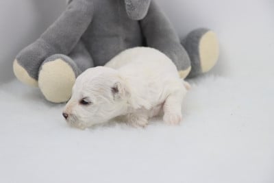 Les chiots de Bichon Frise