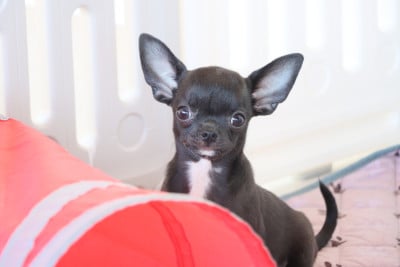 Les chiots de Chihuahua