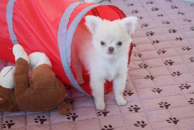 Les chiots de Chihuahua