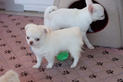 Les chiots de Chihuahua