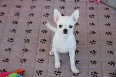Les chiots de Chihuahua