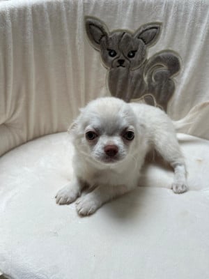Les chiots de Chihuahua