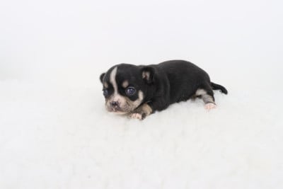 Les chiots de Chihuahua