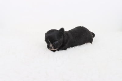 Les chiots de Chihuahua