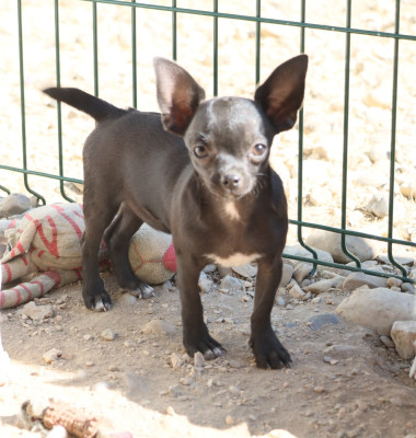 Les chiots de Chihuahua