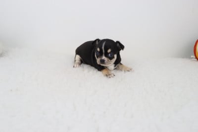 Les chiots de Chihuahua