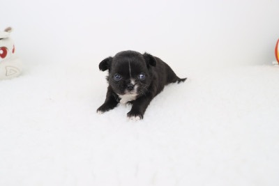 Les chiots de Chihuahua