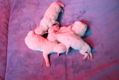 Les chiots de Bichon Frise