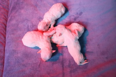 Les chiots de Bichon Frise
