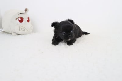 Les chiots de Chihuahua