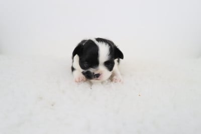 Les chiots de Chihuahua