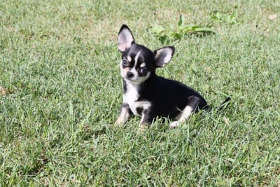 Les chiots de Chihuahua